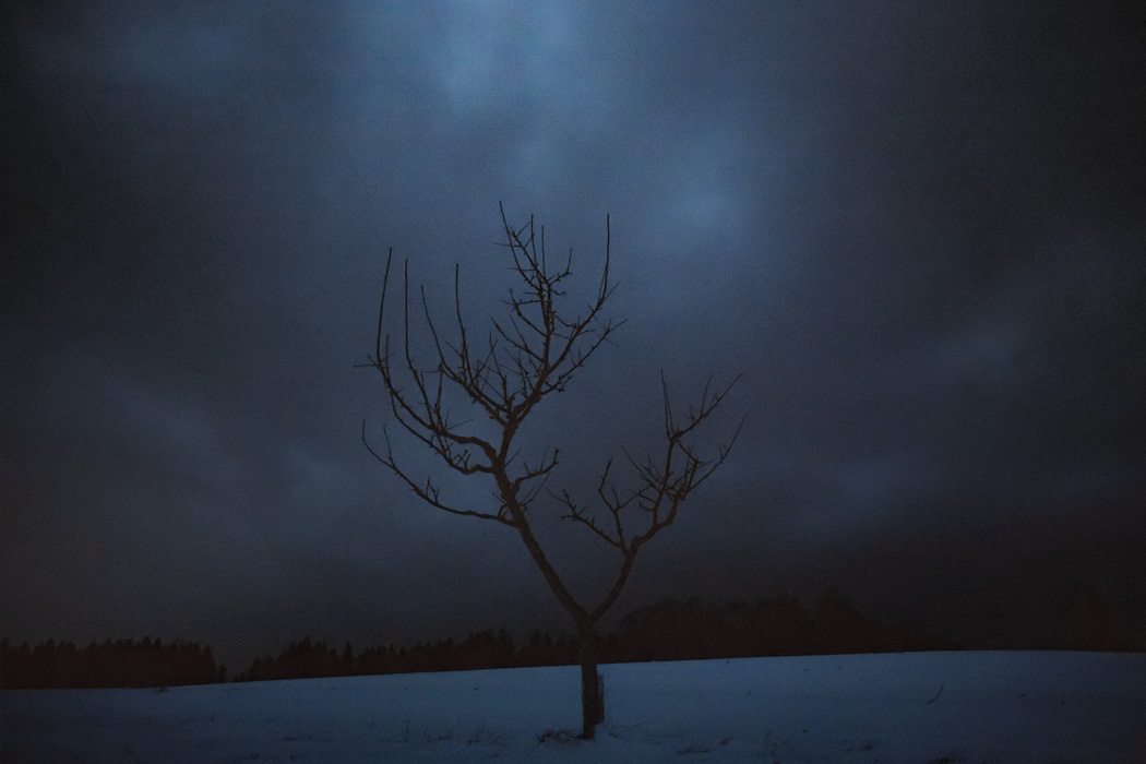 tree skeleton looking like a bolt
