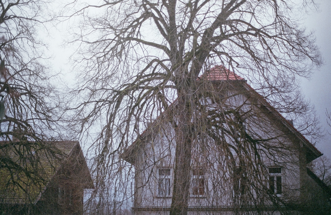 house behind dead branches