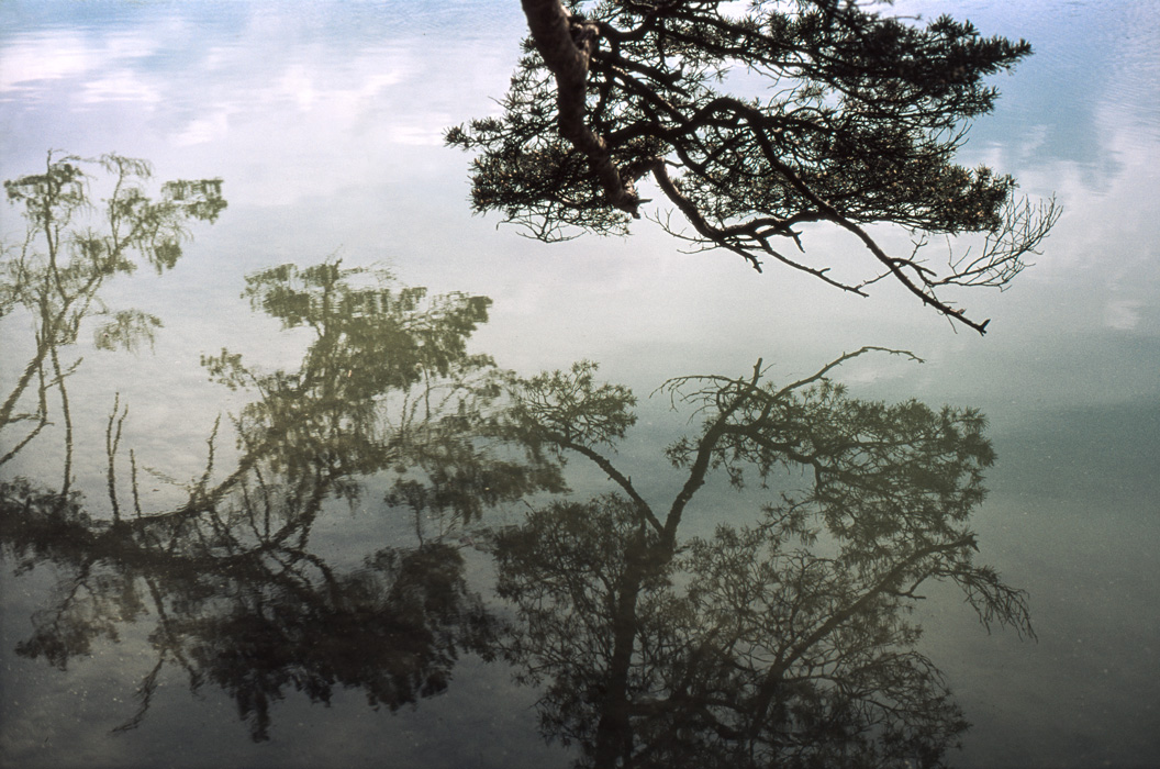 reflection of a tree