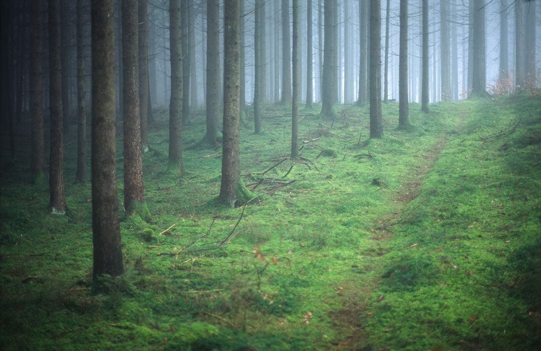 lonely trail in forest
