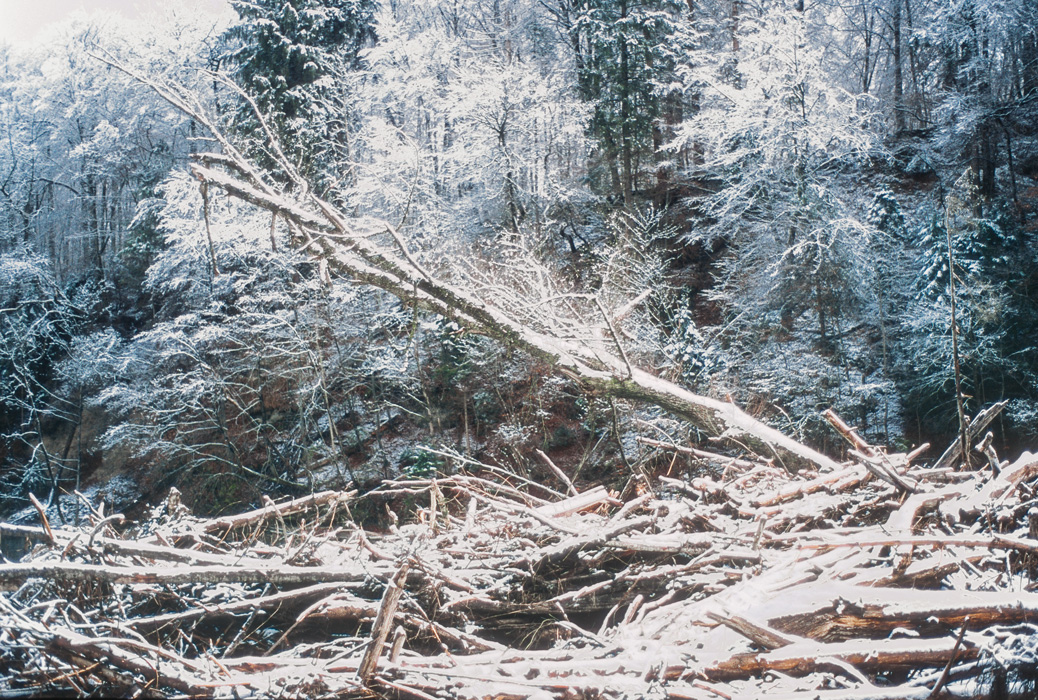 stapled wood in winter