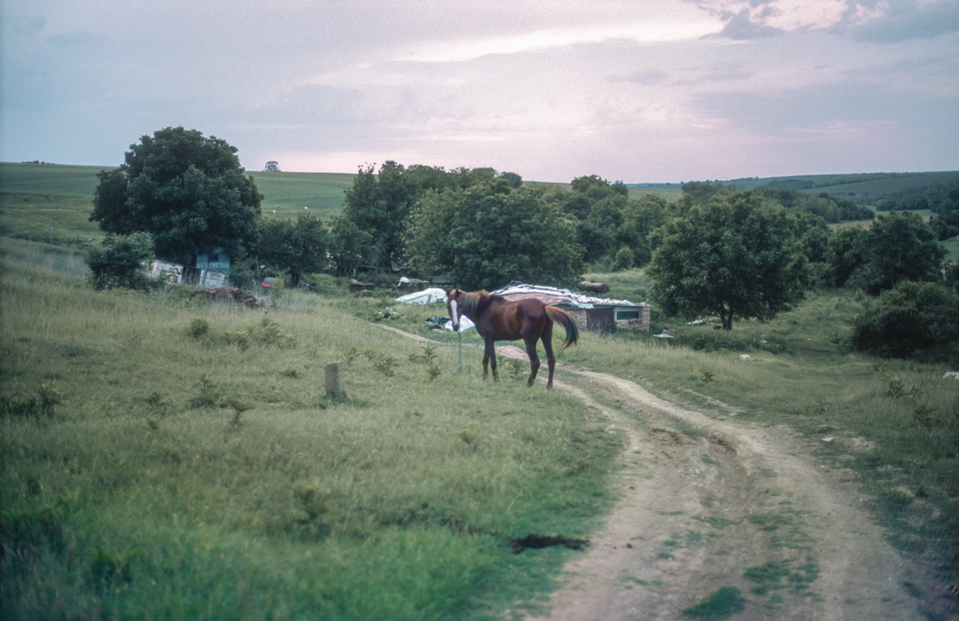 shtraklevo horse