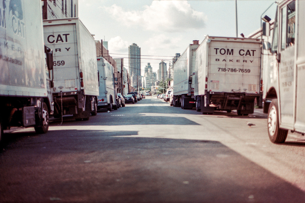 tom cat