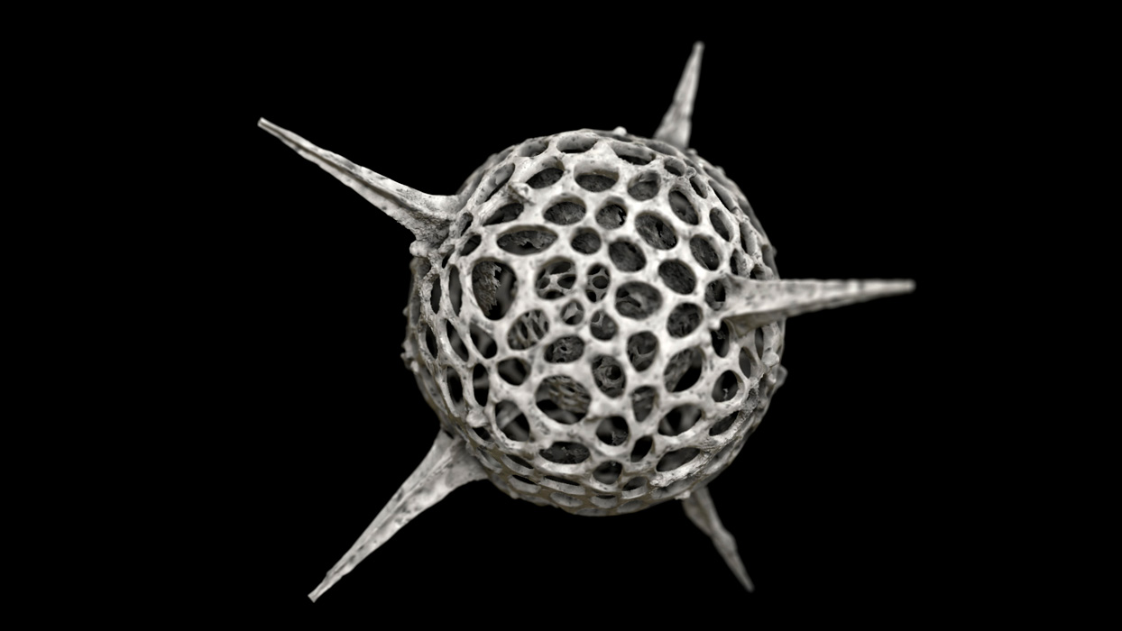 radiolarian in microscope rendering